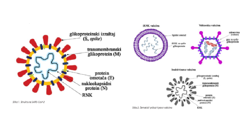 COVID-19 вакцине доступне нашим грађанима